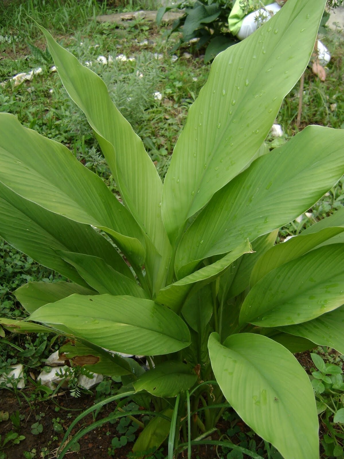 Hawaiian Red Turmeric Rhizomes Curcuma longa REALLY from HAWAII, not Florida