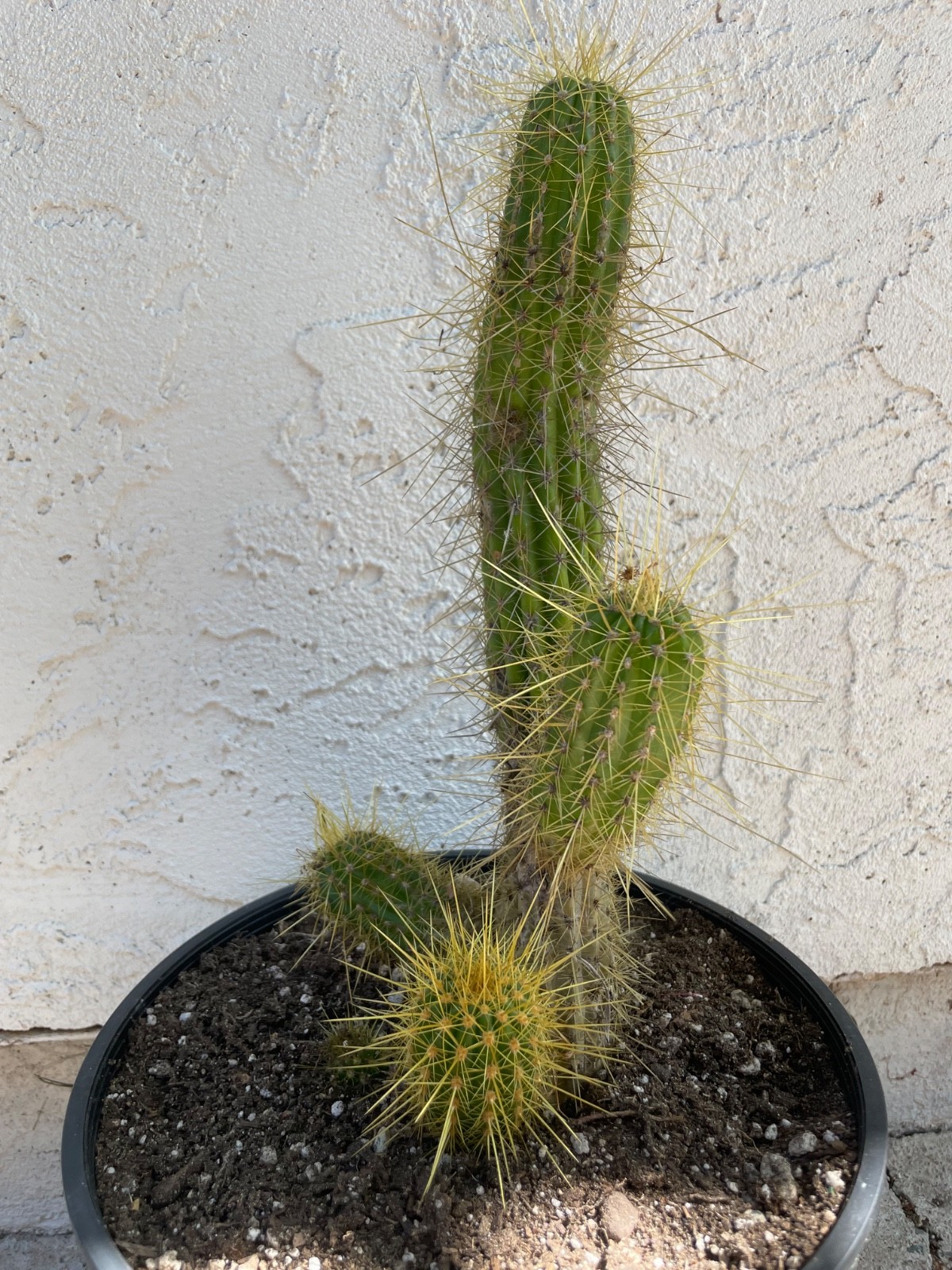 beautiful large cluster Tricho lobivia “GOLDEN BETTY” Rare # D56