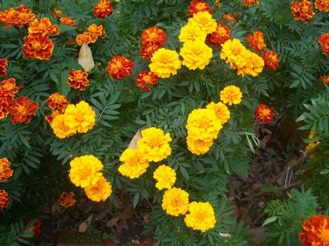 Marigold – French Petite Mix/ Sparky or Crackerjack seeds, GMO Free, grown in MN