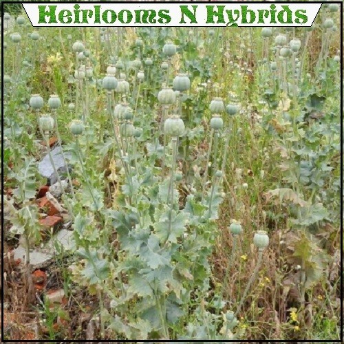 10,000+ Untreated Turkish Papavaer Somniferum Poppy Seeds For Planting Growing