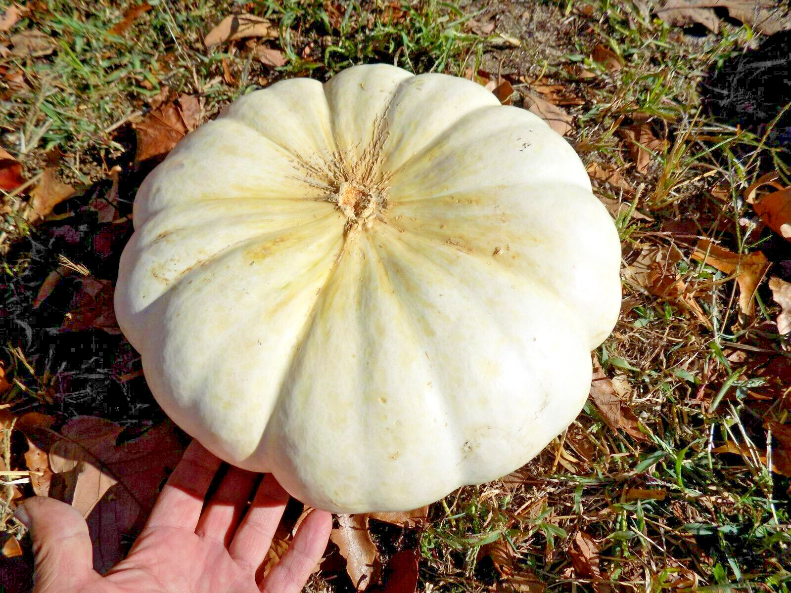 15 FLAT WHITE BOER FORD PUMPKIN SEEDS – Cucurbita maxima