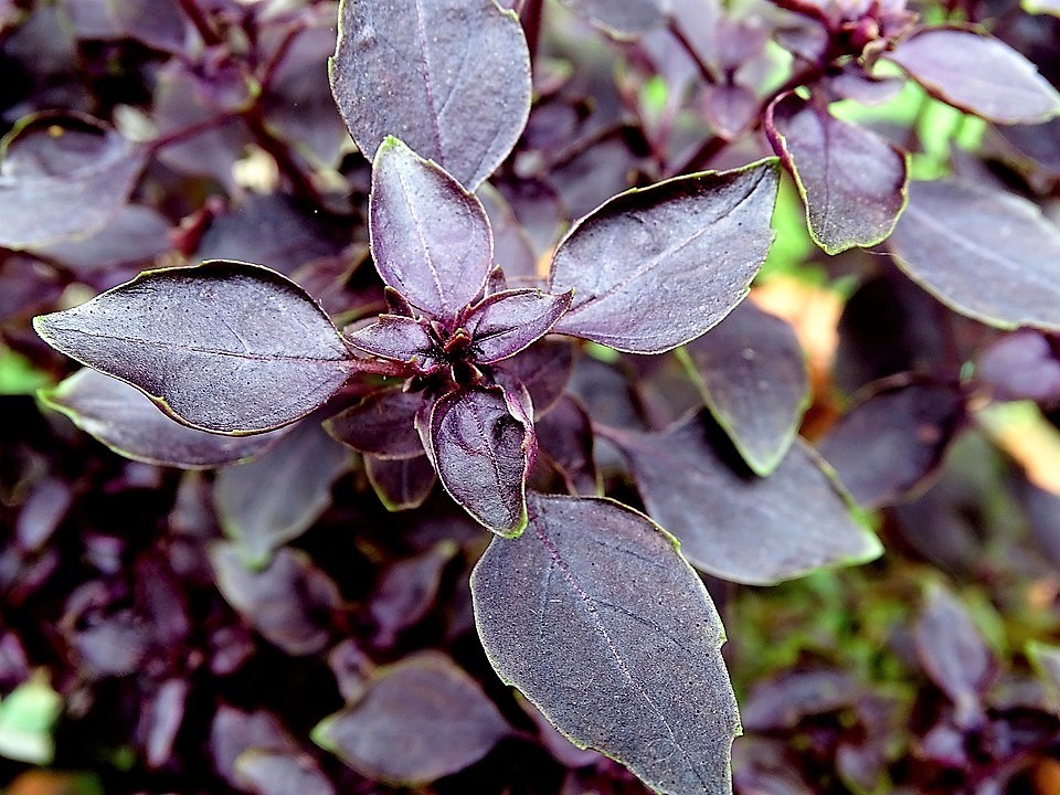 500 RED RUBIN BASIL Ocimum Basilicum Purpurascens Spicy Herb Flower Seeds