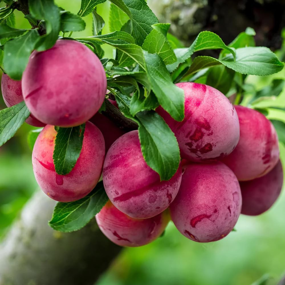 10+ Wild Plum Trees Fruit Seeds for Planting Outdoor-Perennial Native Prunus See