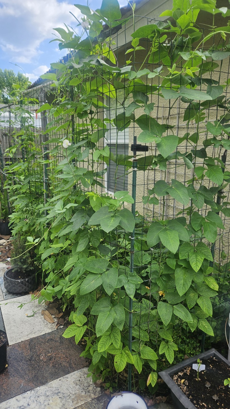 Ozark Razorback Cowpea Seeds (25) / Heat Tolerant / FL GROWN / RARE