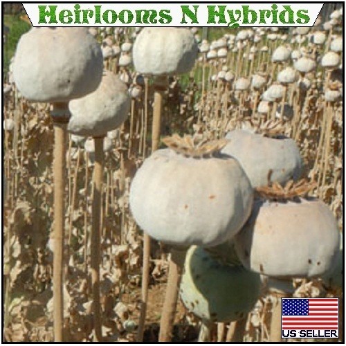 20,000+ Imported Hungarian Papever Somniferum Poppy Seeds For Organic Planting