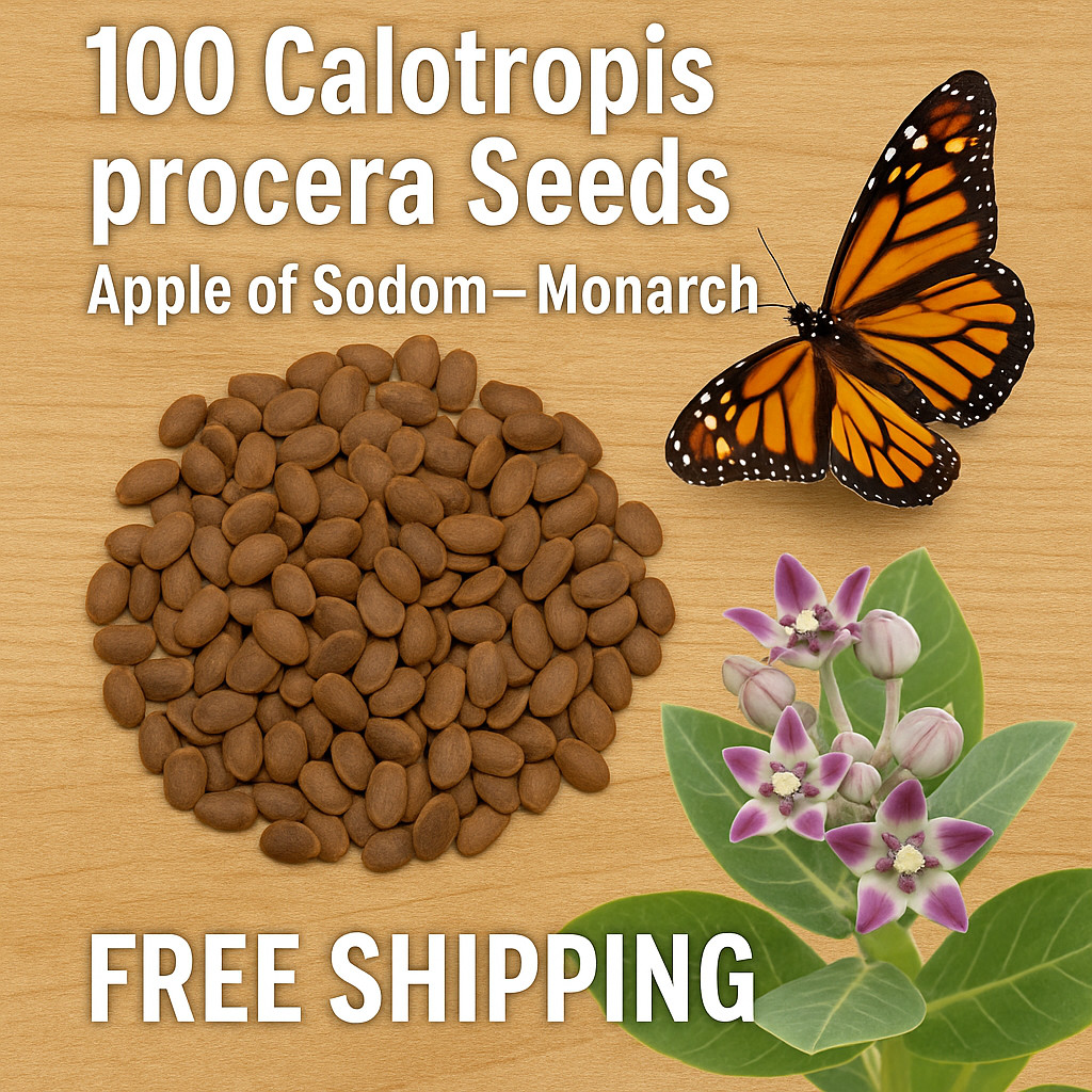 100 Calotropis procera Seeds – Apple of Sodom – Monarch Host – Free Shipping