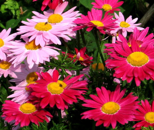 PYRETHRUM ROBINSON’S MIX Chrysanthemum Coccineum – 1,000 Bulk Seeds
