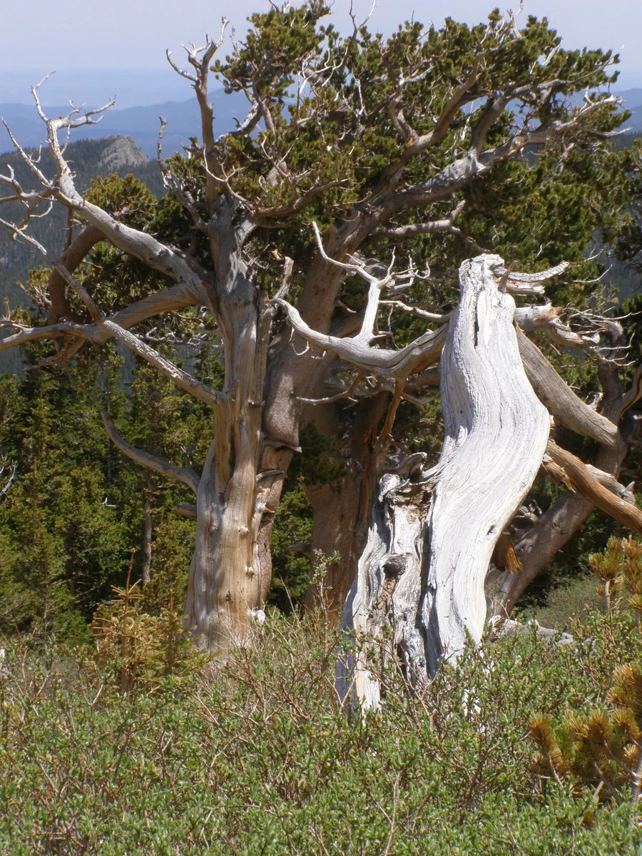 50+ Bristlecone Pine Seeds Pinus aristata Oldest Living Tree Rocky Mountain