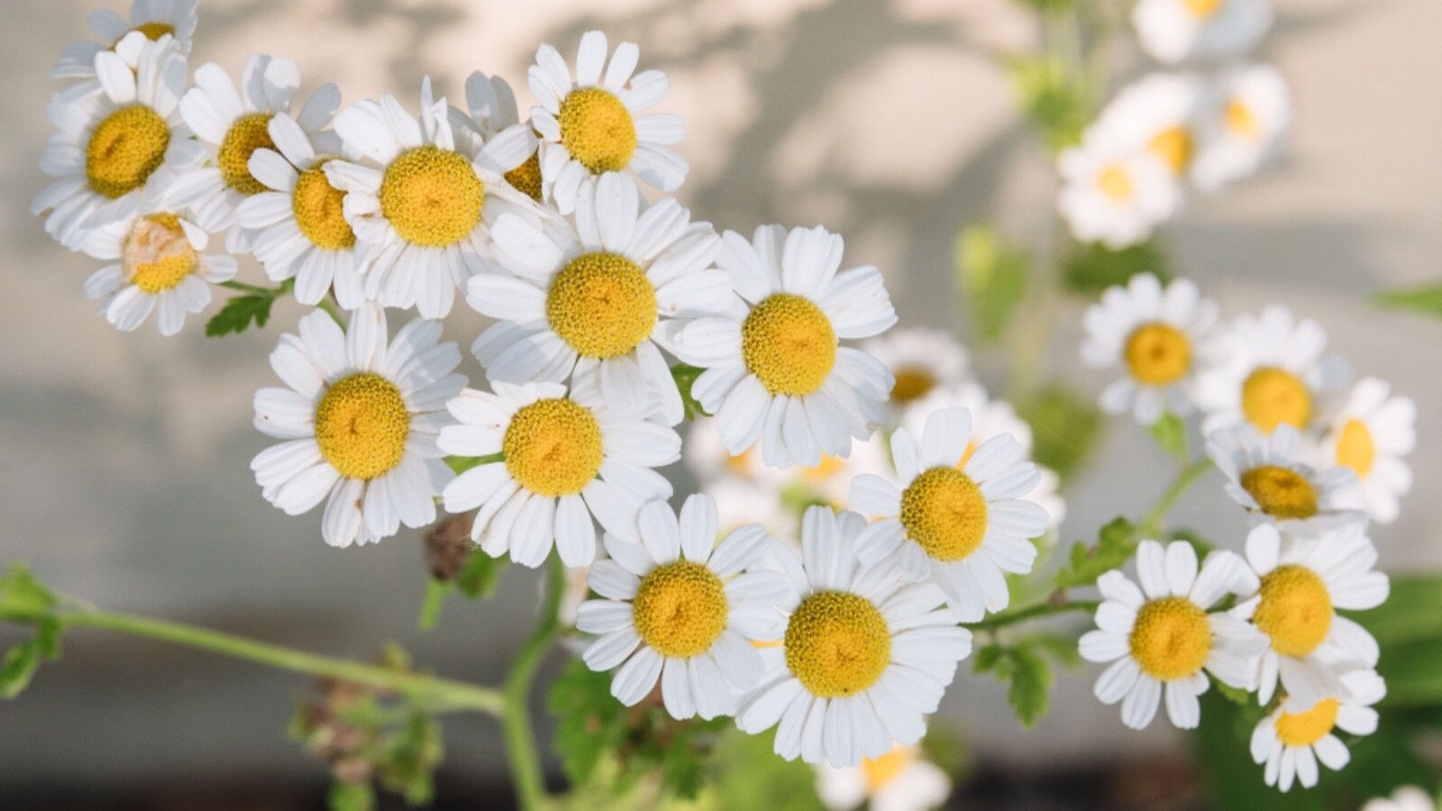 Chamomile Seed fresh crop 500 seeds