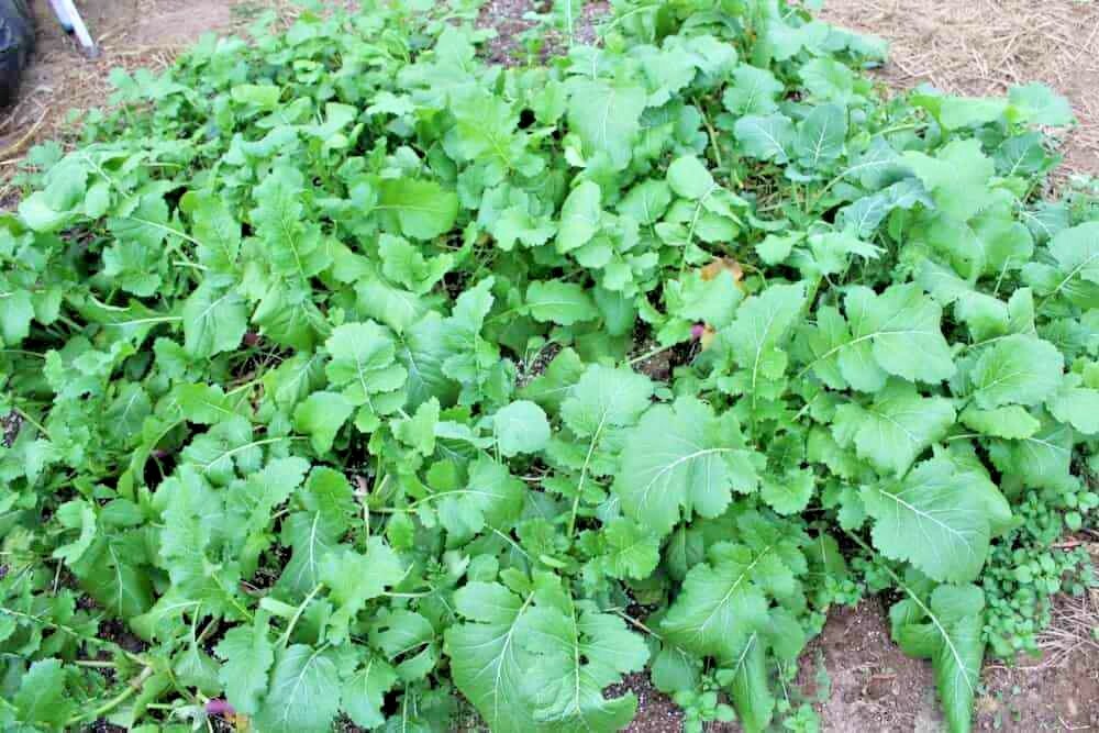 1001+SEVEN TOP TURNIP Seeds Organic Native Vegetable Garden Container Greens