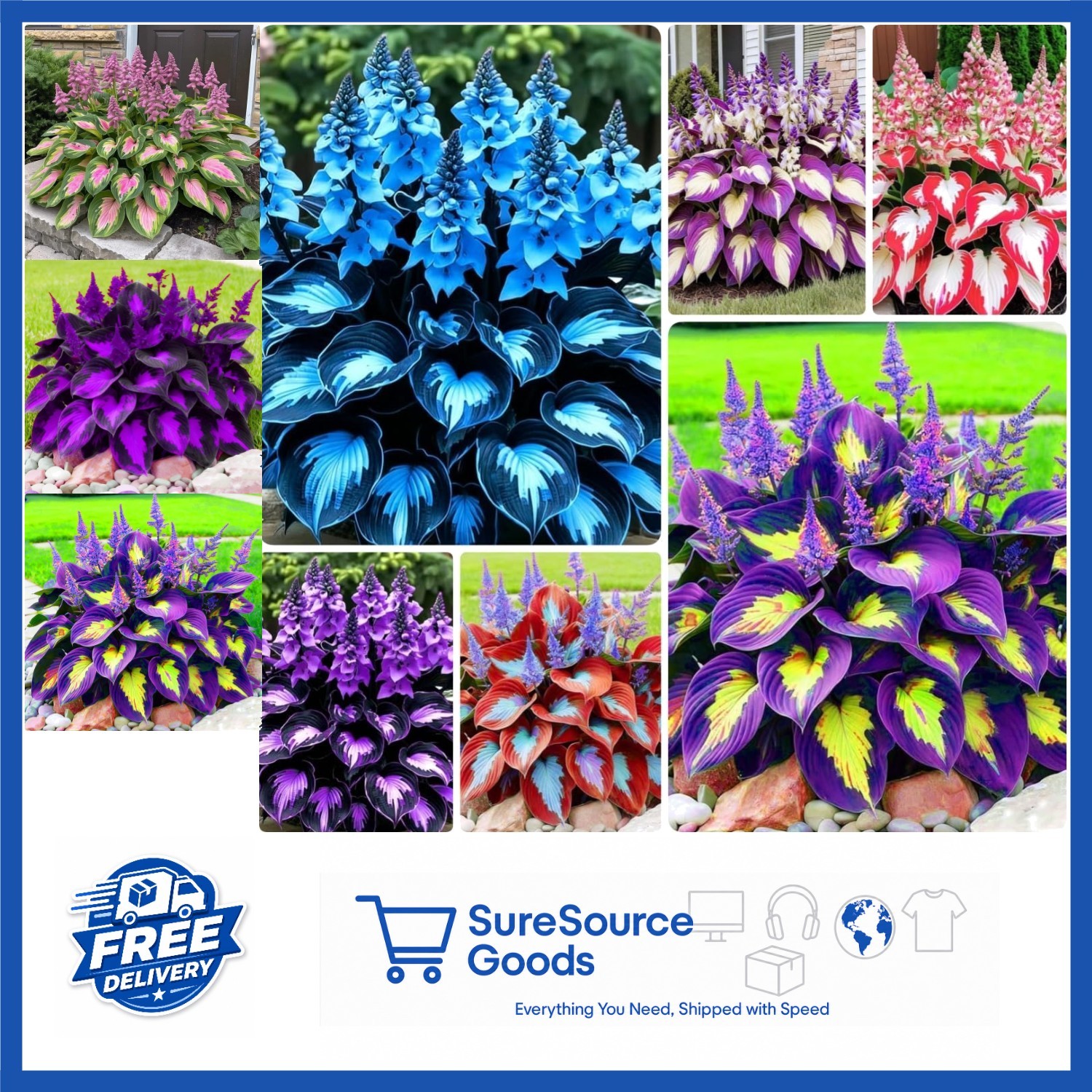 210 Hosta Seeds for Shade Gardens Decorative Foliage Ideal for Landscaping