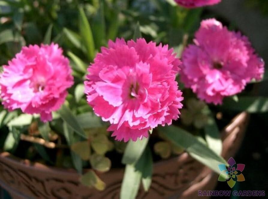 200+ Chinese Pink Carnation Seeds for Garden Planting – USA – FREE SHIPPING!