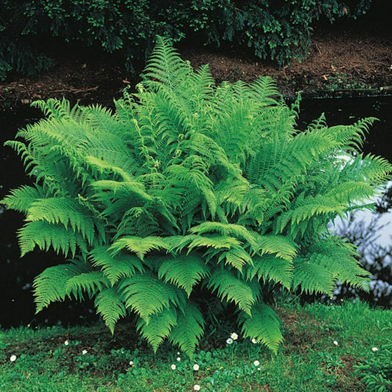 5 Lady Fern Roots/Root Systems – Common Ladyfern Plants – Athyrium filix-femina