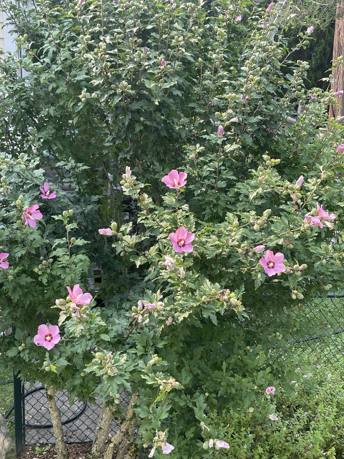 50 Pink Rose of Sharon Seeds (Hibiscus syriacus, Aphrodite Althea) 2024 Fall
