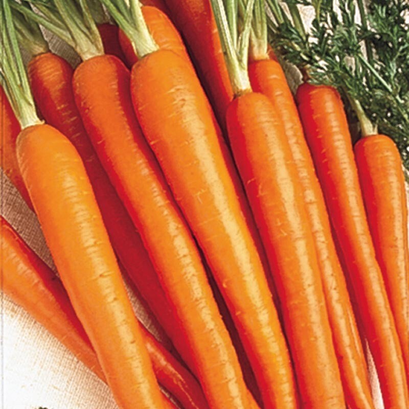 200+ Tendersweet Carrot Seeds — NON GMO – HEIRLOOM – ORGANIC — FRESH
