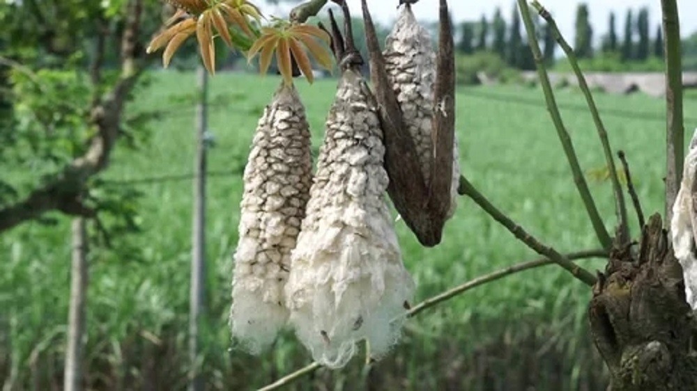 6 Java Kapok Tree Seeds (CEIBA PENTANDRA) (Java Cotton)