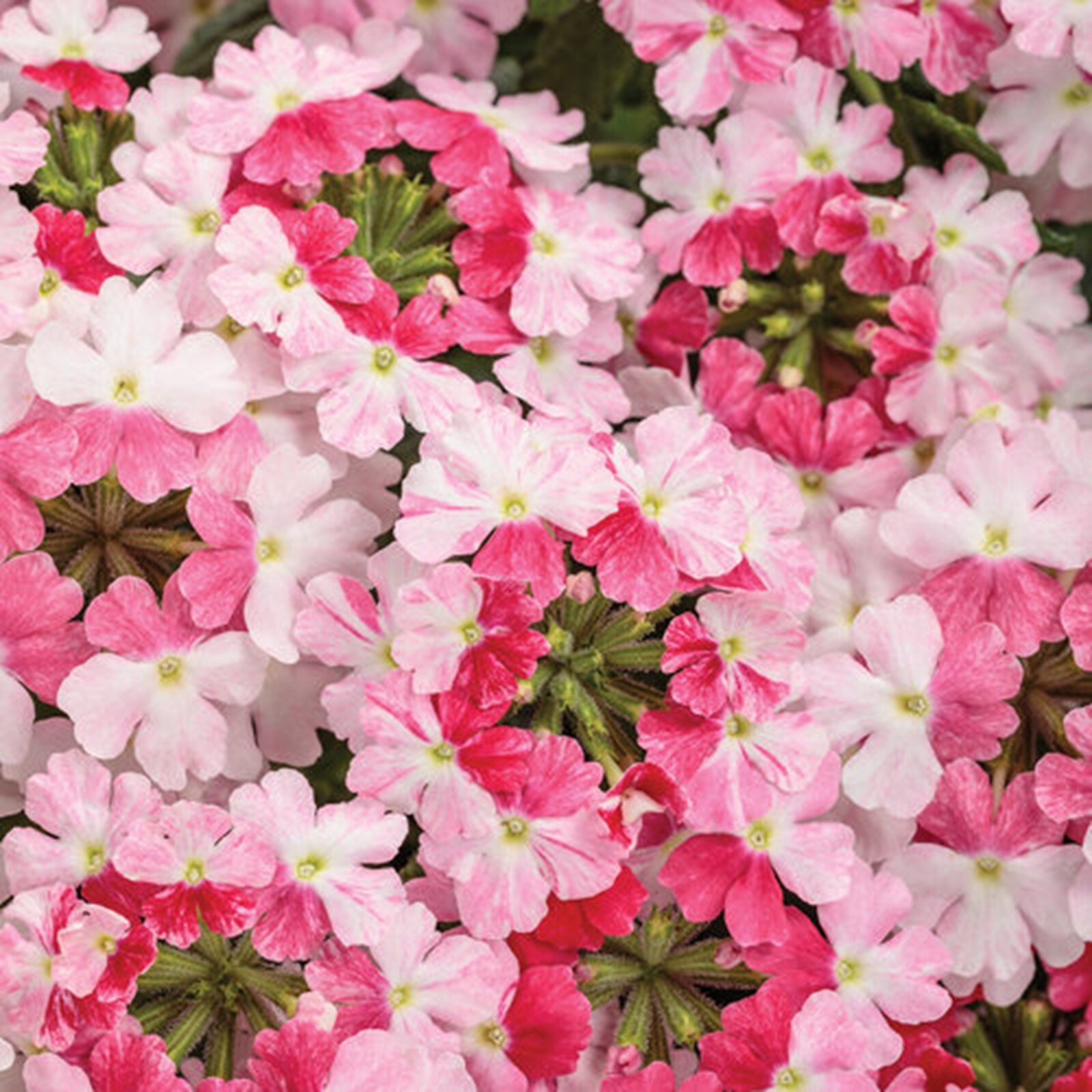 50 Sparkling Rose Verbena Seeds Groundcover Tender Perennial Bees Seed Flower