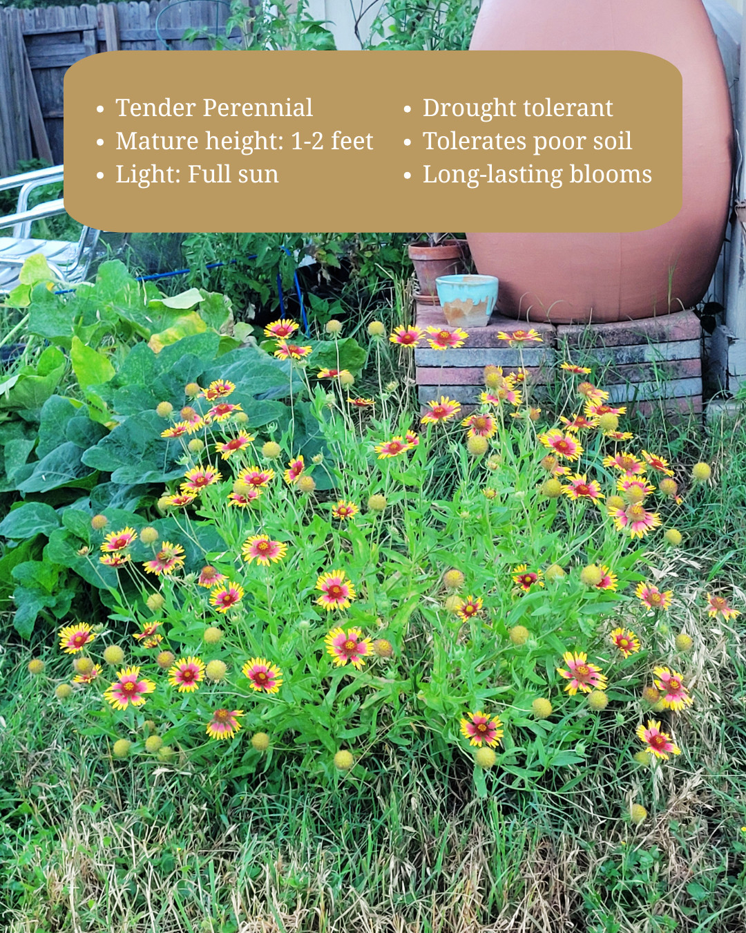400+ Blanketflower Seeds, Gallardia Native Wildflower Indian Blanket Firewheel