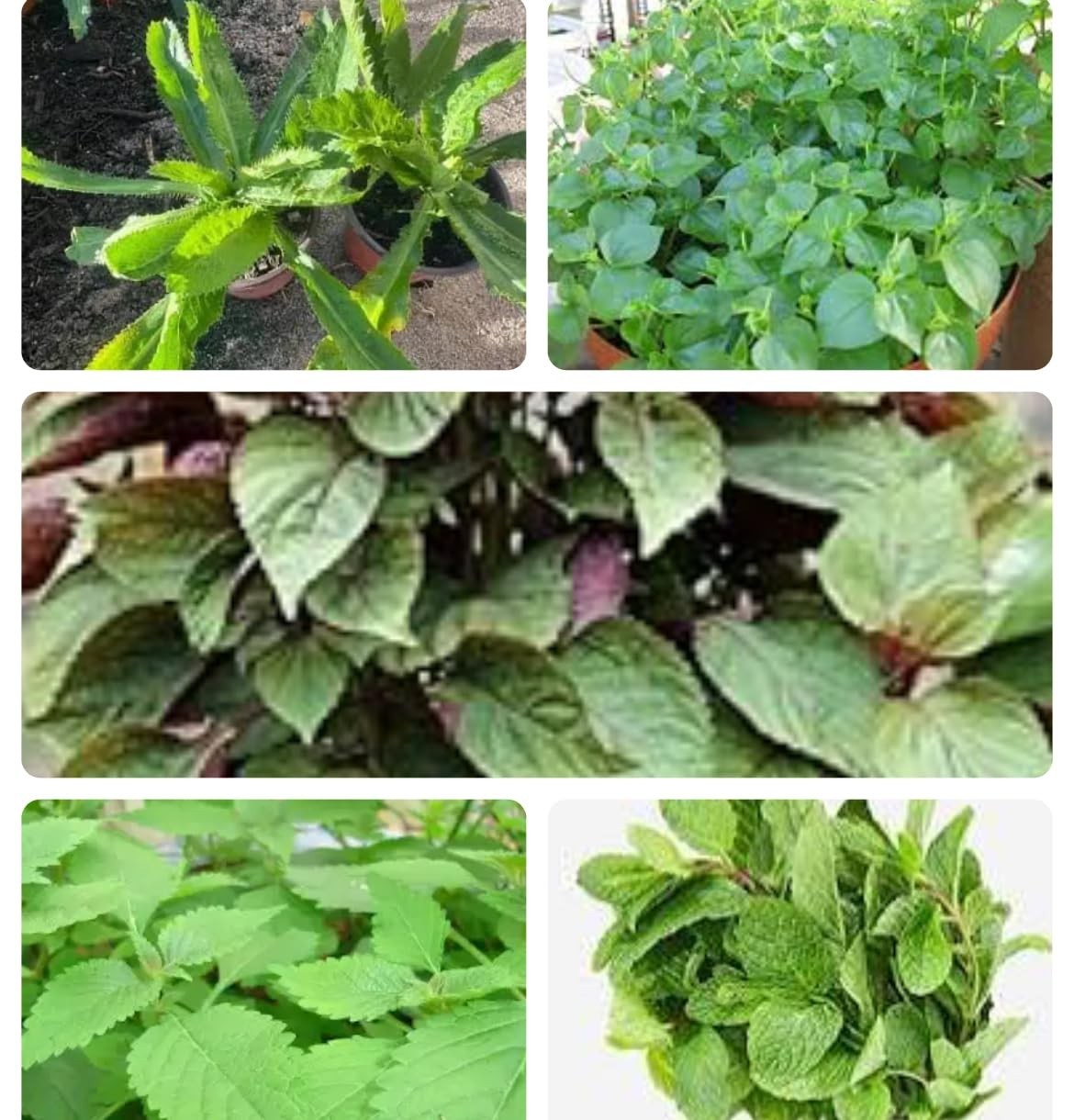 Set of 5 Vietnamese Herb Seeds – Culantro, Perilla, Thai Parsley & More – 1000+