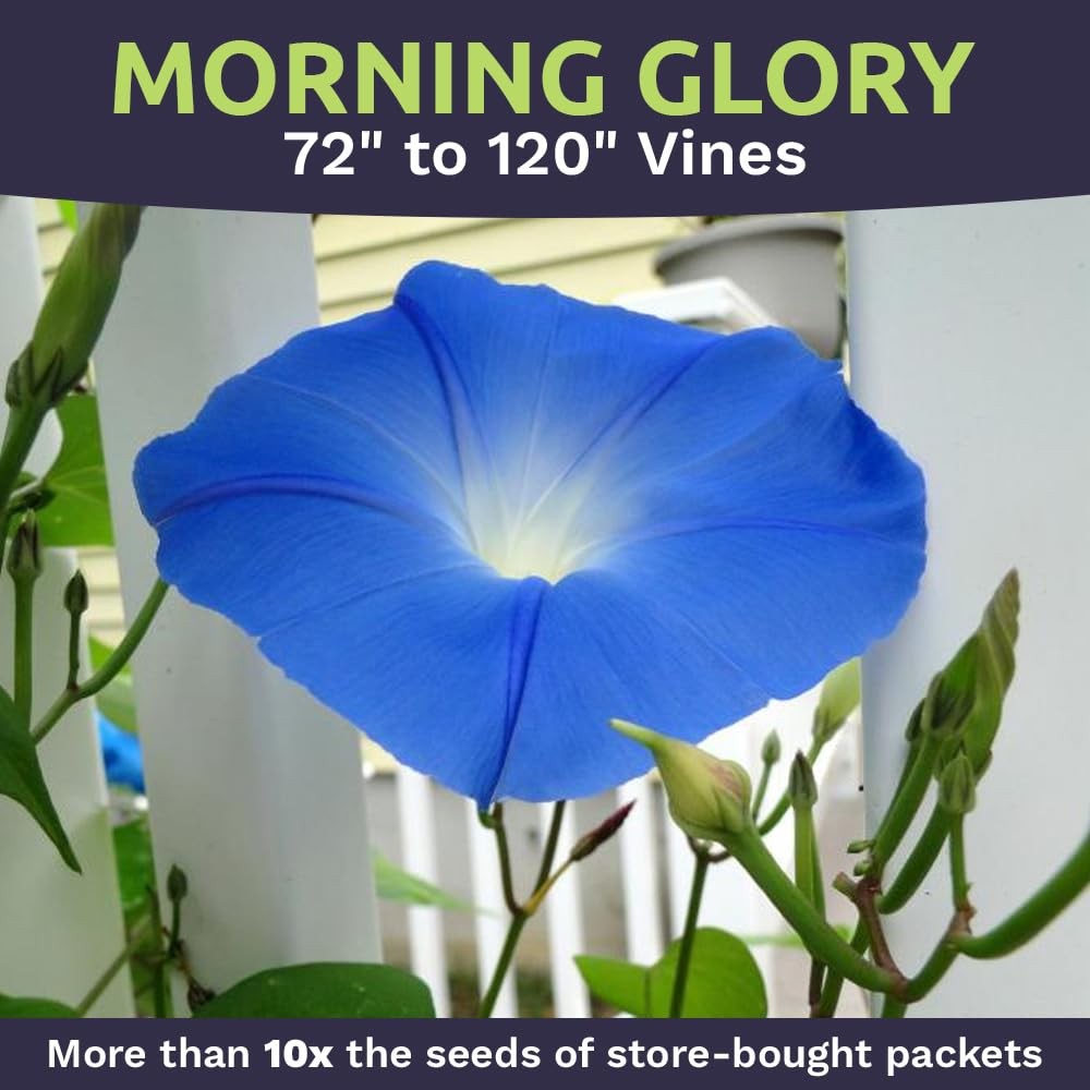 Heavenly Blue Morning Glory Seeds 1/4 Pound Bulk 4,000+ Fresh Seeds