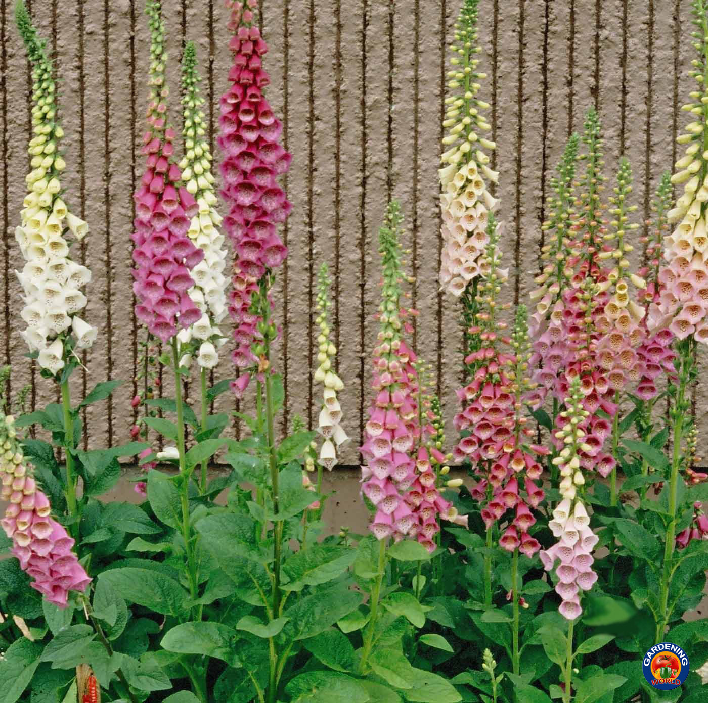 1oz FOXGLOVE Flower Seeds Digitalis Purpurea Lady’s Glove Mixed colors 295,000