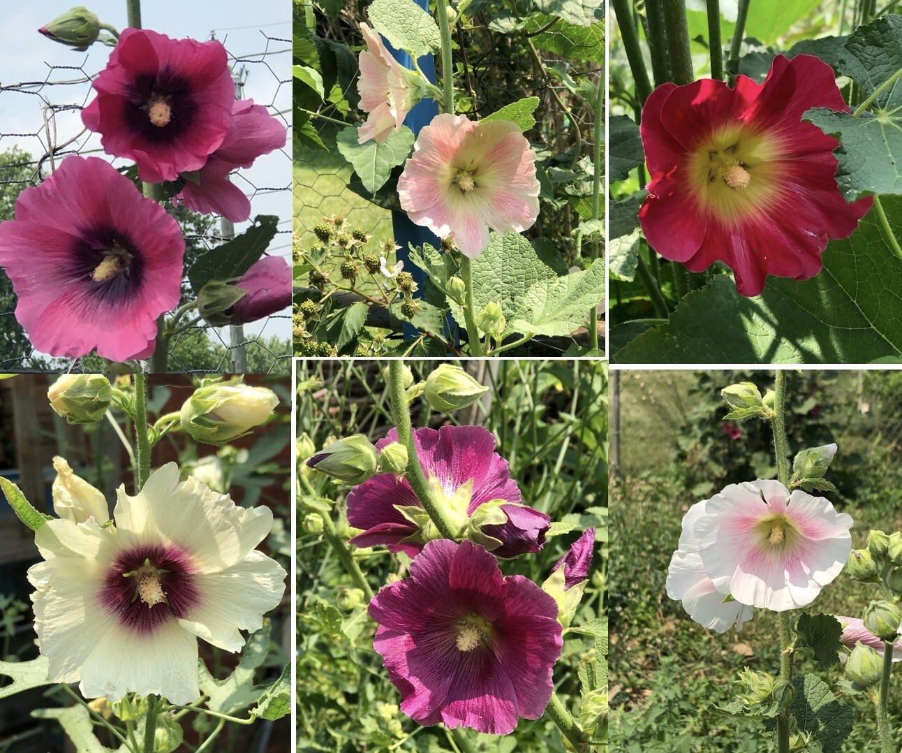 FRESH SEEDS Heirloom Old Fashion HOLLYHOCK Single Color Mix*Organic*Pollinators!