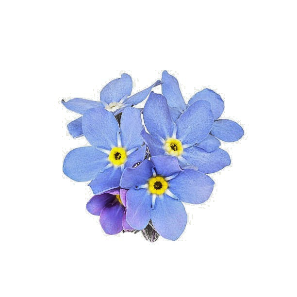 200 FORGET ME NOT SEEDS | 2026 SALE FREE SHIPPING NON GMO HEIRLOOM