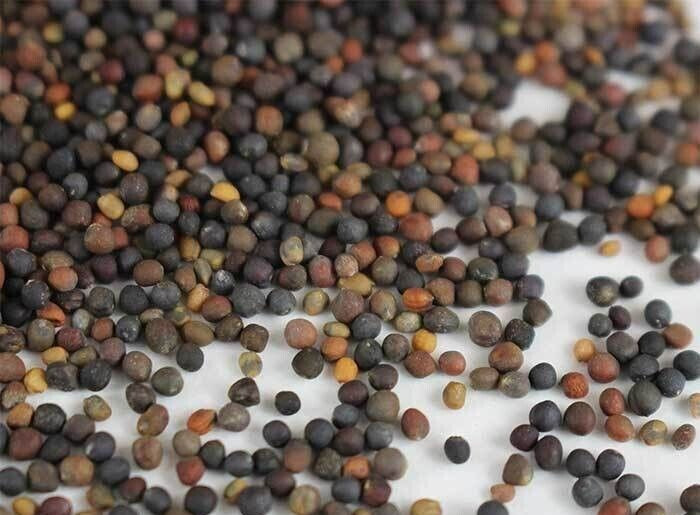 MICROGREENS SEEDS – BASIC SALAD MIX – 4.oz