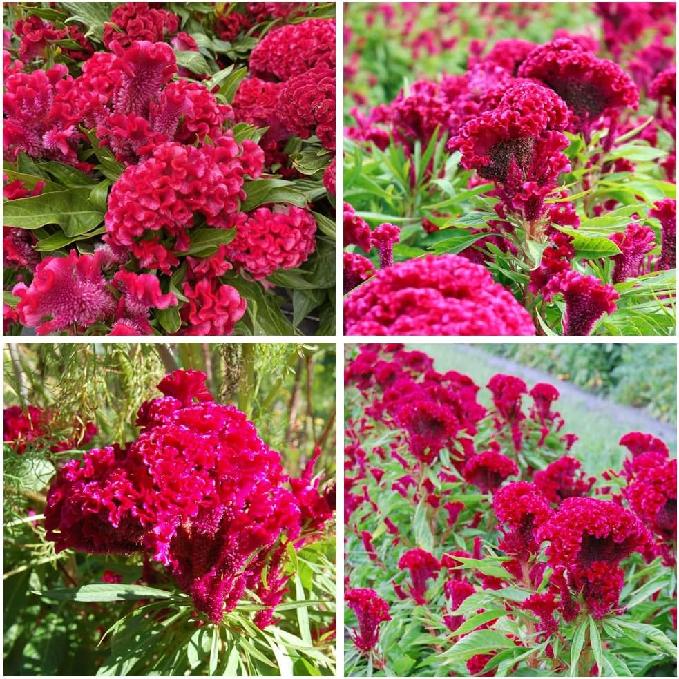 300+Red Rare Cockscomb Seeds for Planting-Celosia Flower Seeds Flowering
