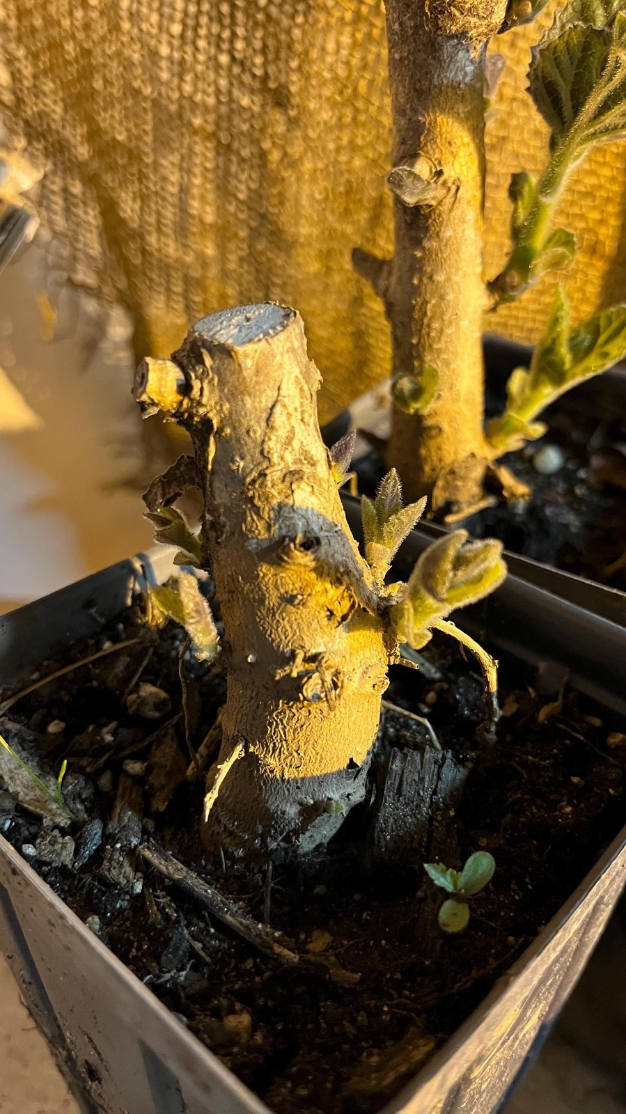 Potted 2-3 y.o. Stubby ROOT of Royal Paulownia Tomentosa plant, Fastest growing