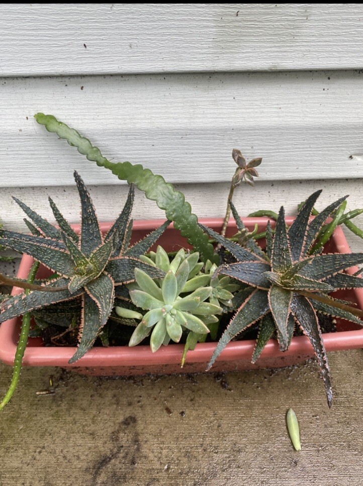2 Aloe maculata Plants With Roots. Blooming Cactus