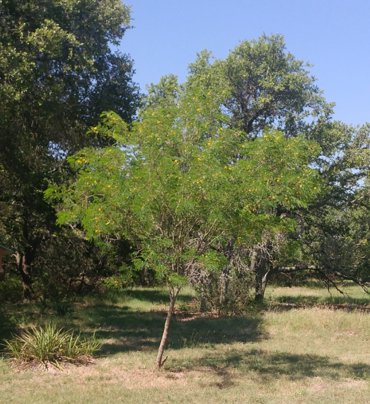 20 Seeds, Golden Ball Lead Tree (Leucaena Retusa), AKA lemon ball or wahoo tree.