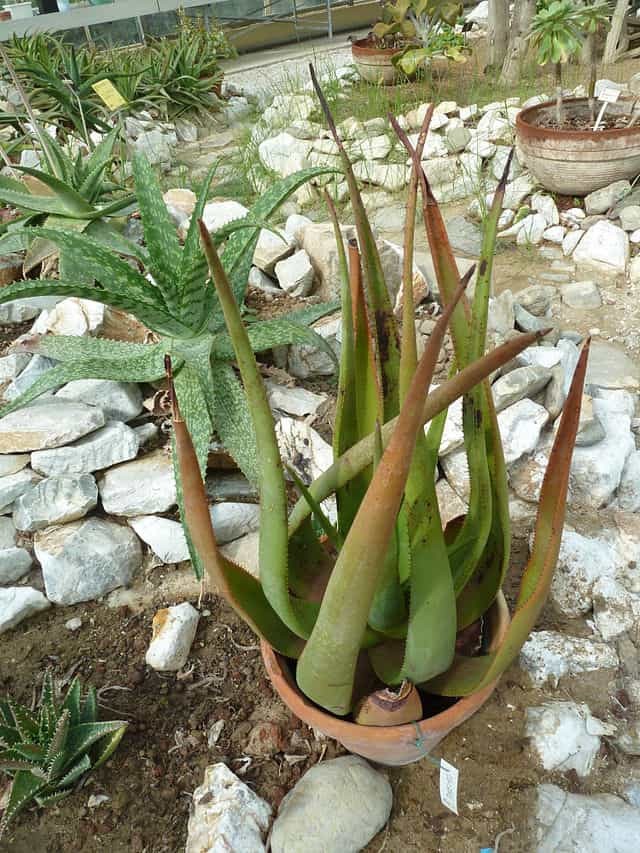 Aloe Wickensii aka Wickens’ Aloe Seeds 5 Seeds Free Shipping!