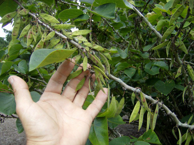 20 CHINESE REDBUD SEEDS – Cercis chinensis
