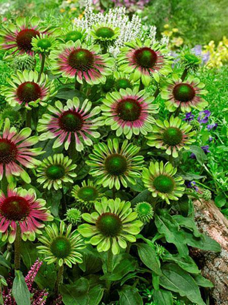 Echinacea purpurea | Green Twister | Coneflower | 10 Seeds
