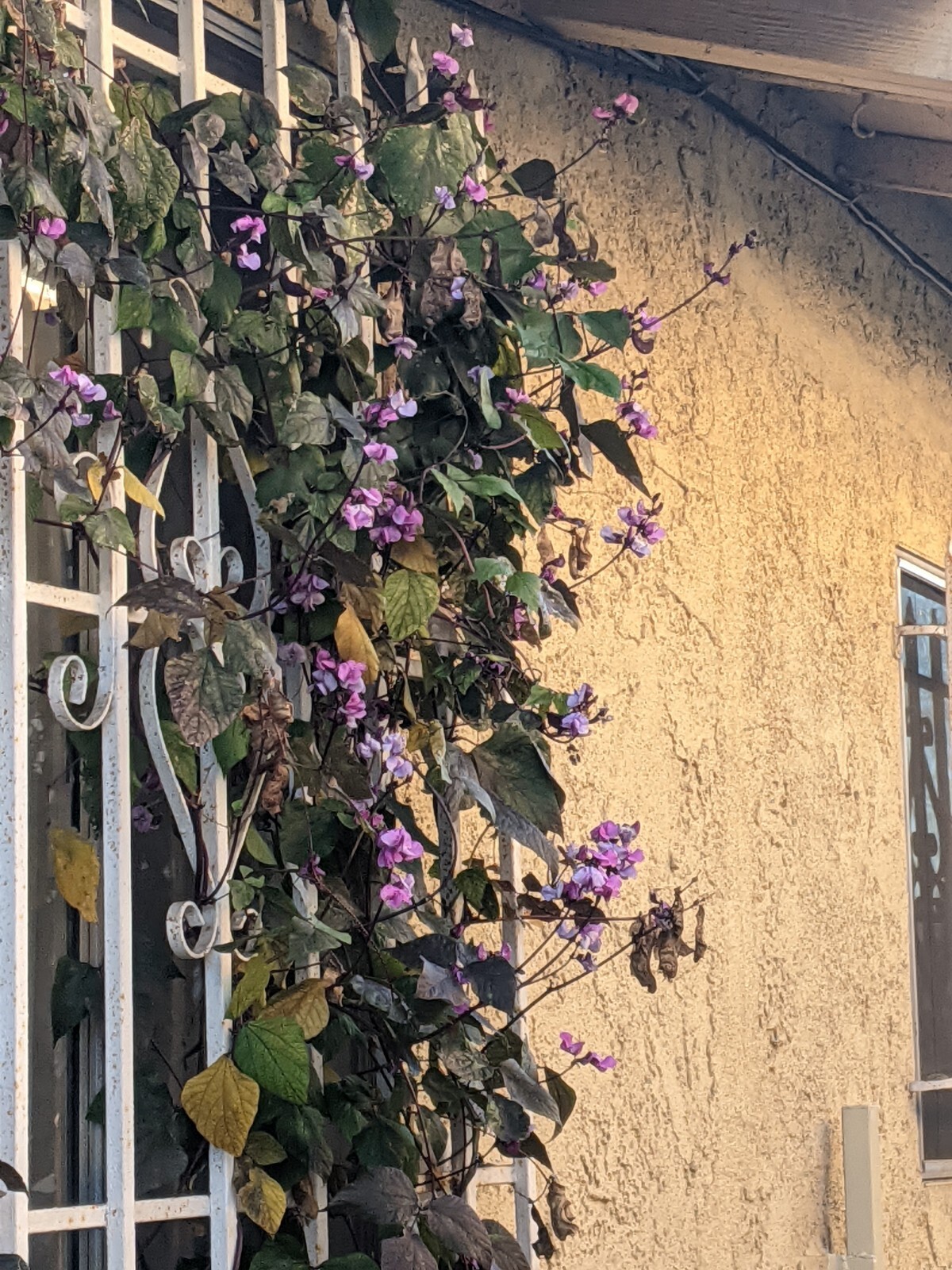 Purple Hyacinth Bean (20+ SEEDS) Lablab purpureus – 2024 Crop – Grown In USA