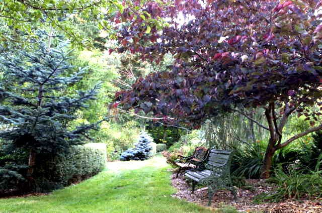 Cercis canadensis Forest Pansy RED LEAVED EASTERN REDBUD Tree Seeds!