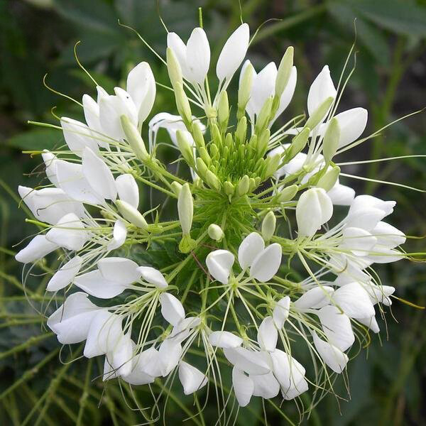 White Queen Cleome Seeds | Non-GMO | Free Shipping | Seed Store | 1260