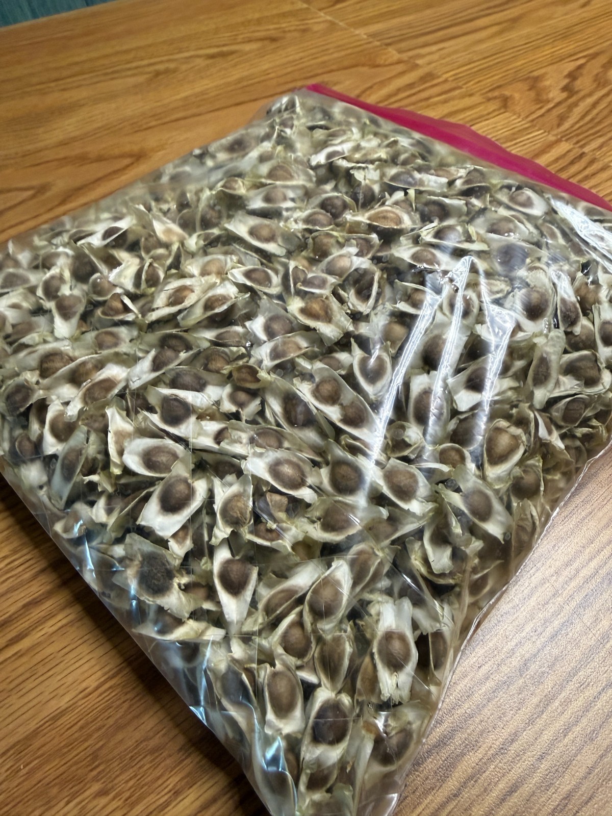 Dry Organic Moringa Seeds With Shell – 16 oz (1 lb) – This Year’s Harvest