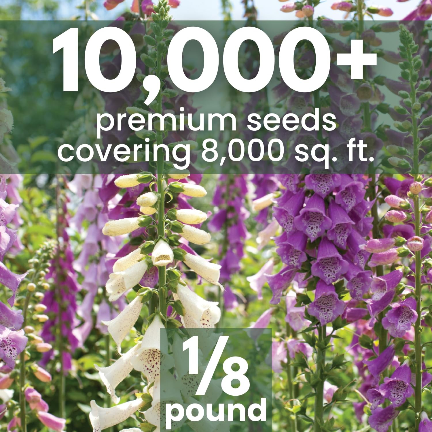 Mixed Color Foxglove Seeds – 10,000 Seeds for Planting – 2 Ounce Pouch