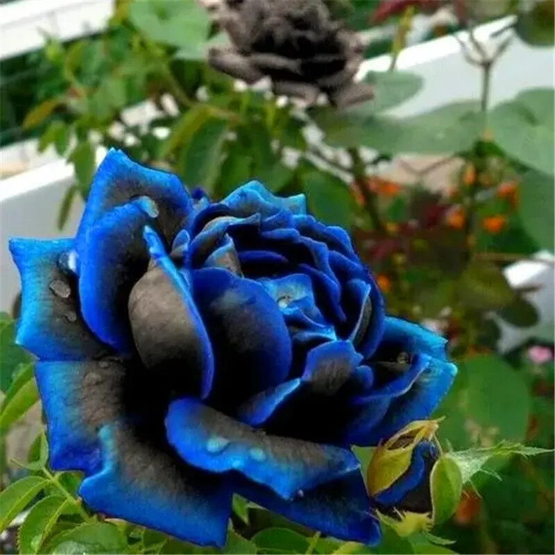 25pc ROSE SEEDS Garden Plant Flower Nursery rare exotic USA seller FREE shipping