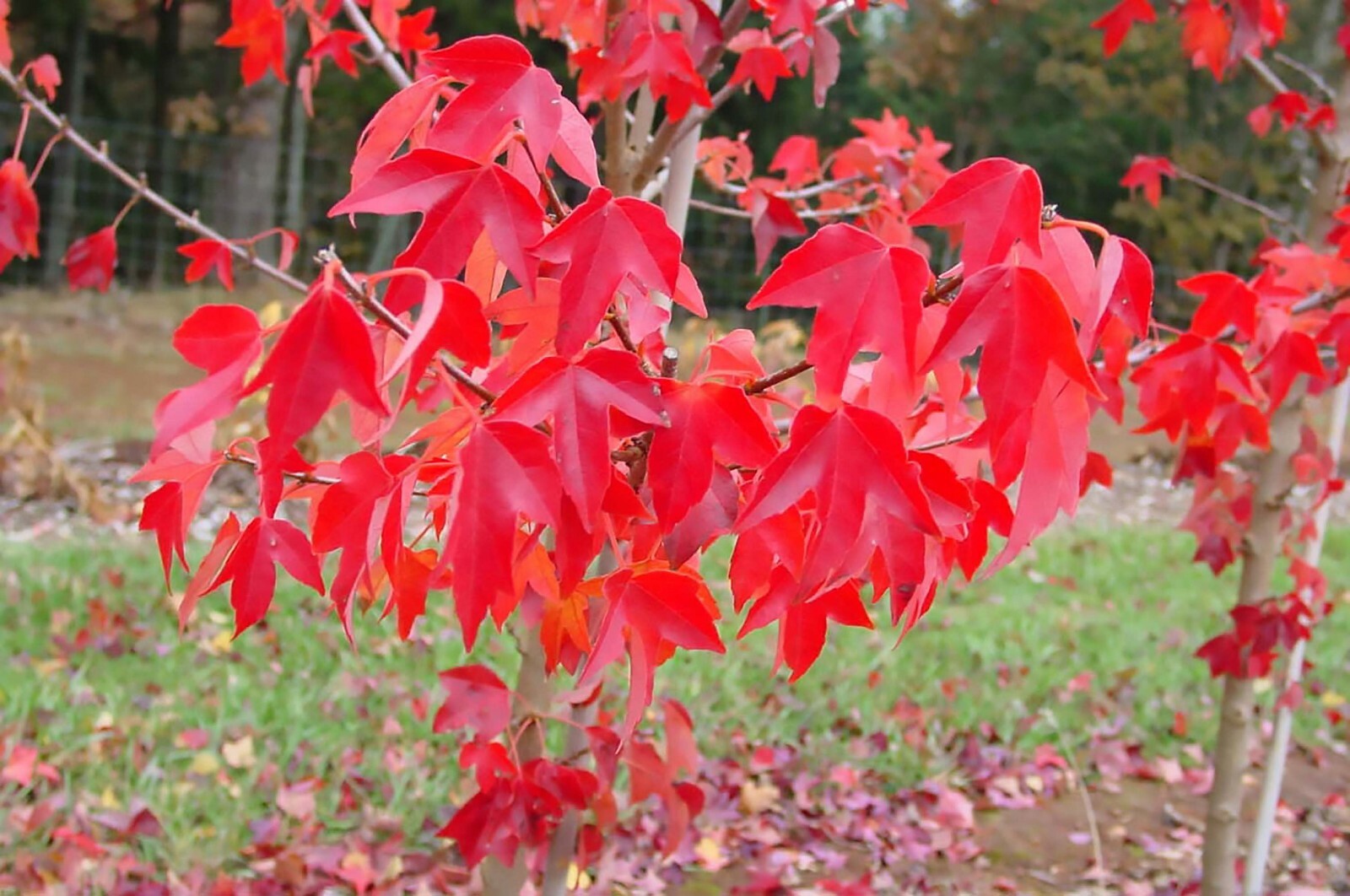 Trident Maple, Acer buergerianum, Tree Seeds