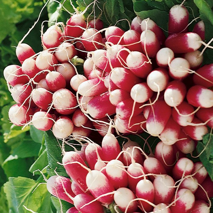 250 French Breakfast Radish Seeds Heirloom – Non-GMO – Always Fresh Seeds!