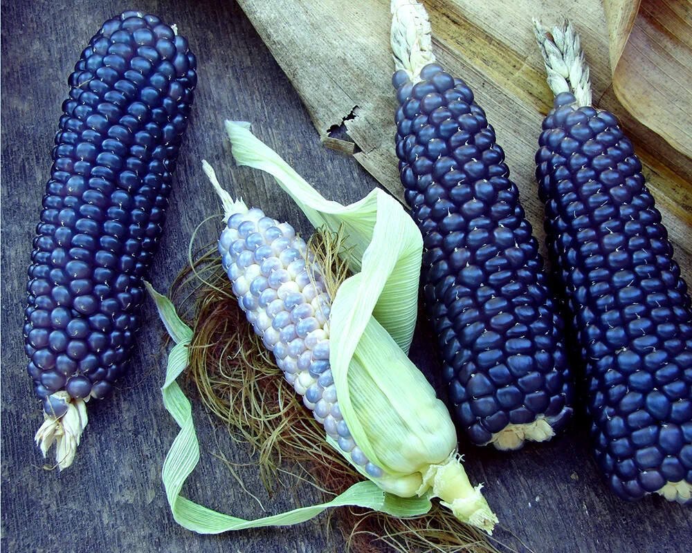 THREE SISTERS GARDEN SEEDS ~ HOPI BLUE CORN ~ SMALL SUGAR PUMP ~PURPLE POLE BEAN
