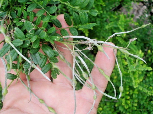 20 FATHER DAVID’S SOPHORA SEEDS – Sophora davidii