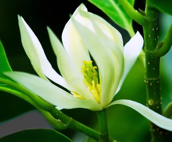 5 SUPER RARE Michelia Alba / Magnolia (White Flowers) seeds Ngoc Lan trang