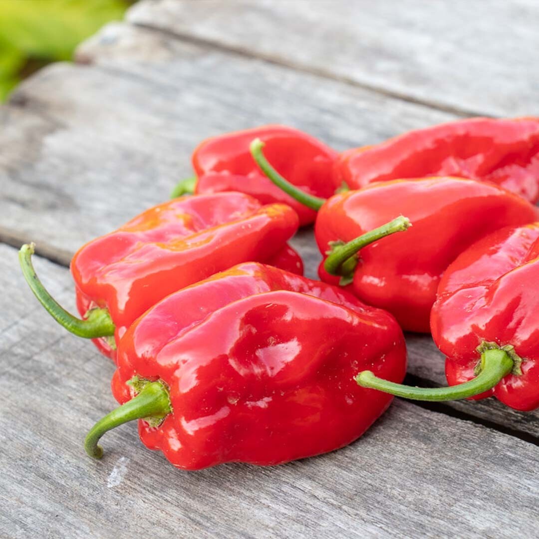 20 Fresh Hot Habanero Red Premium Pepper Seeds-A 35