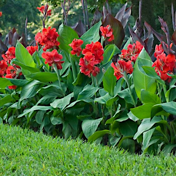 1,000 RED CANNA LILY INDICA SEEDS Arrowroot Flowers Attracts Hummingbirds