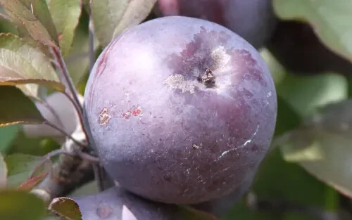 25+ Roberts Crab Crabapple Seeds for Garden Planting – USA – FREE SHIPPING!