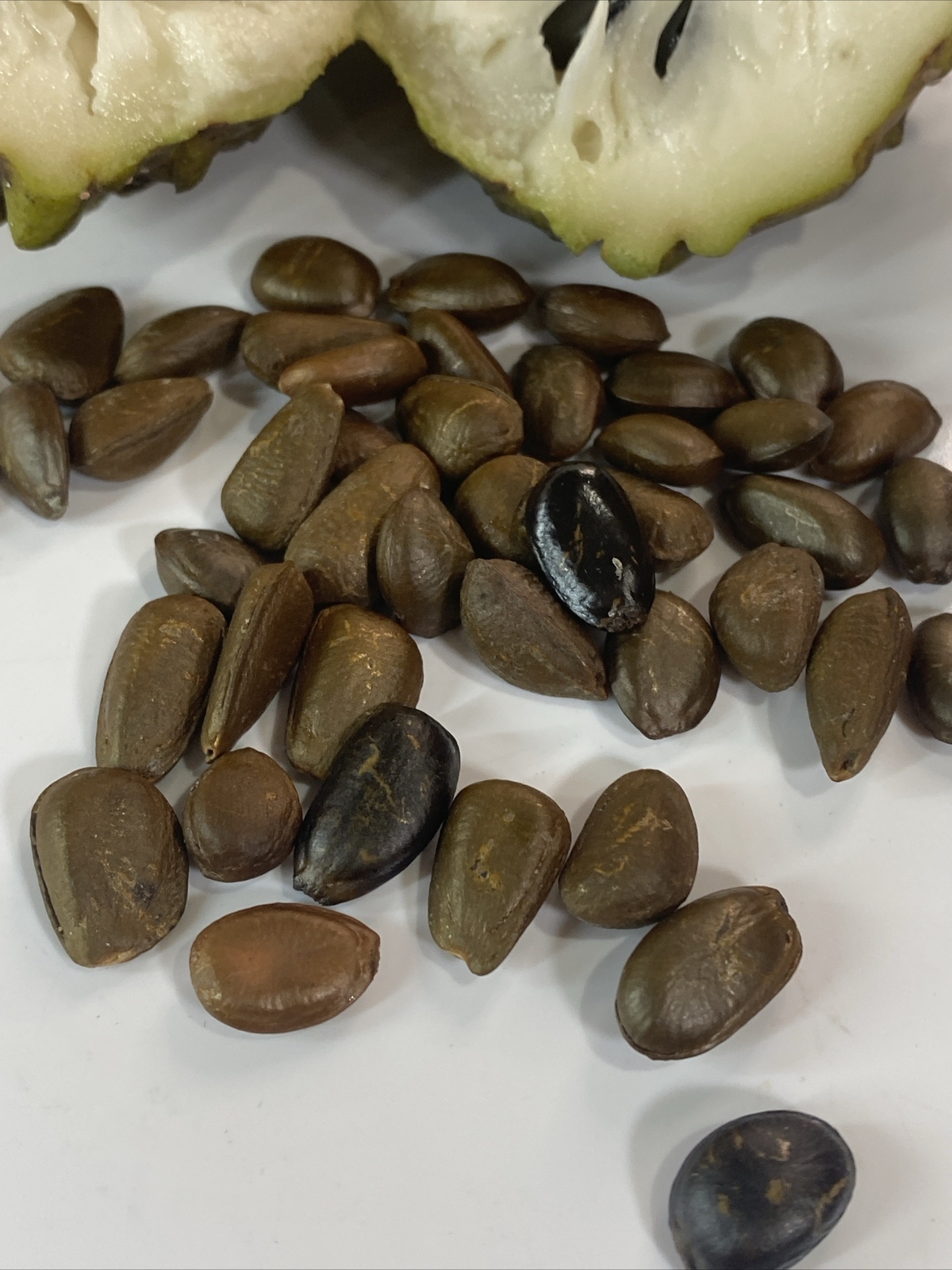 20 Seeds Brand New Fresh custard Sugar apple seeds / hột mãng cầu USA Seller